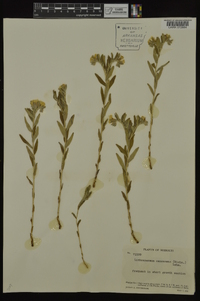 Lithospermum canescens image