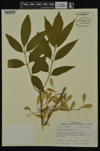 Fraxinus caroliniana image