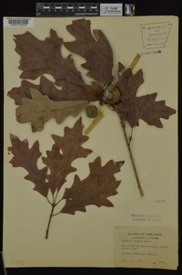 Quercus lyrata image