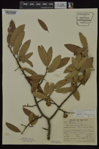 Quercus incana image