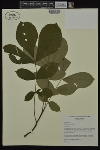 Carya texana image