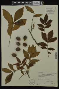 Carya myristiciformis image