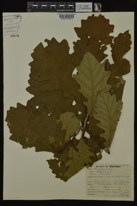 Quercus bicolor image