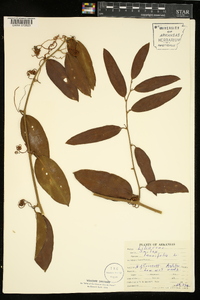 Smilax laurifolia image