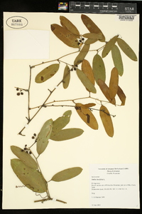 Smilax laurifolia image