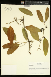 Smilax laurifolia image