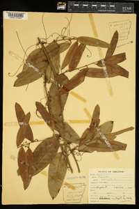 Smilax laurifolia image