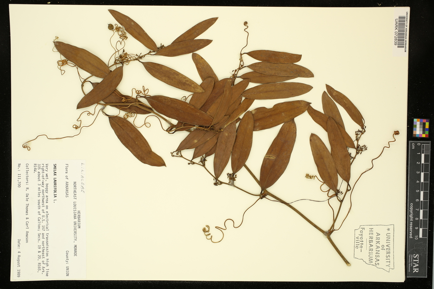 Smilax laurifolia image