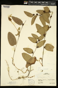 Smilax pumila image