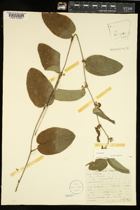 Smilax pumila image