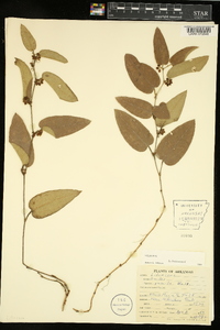 Smilax pumila image