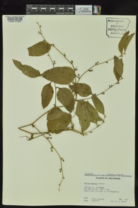 Smilax smallii image