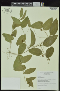 Smilax smallii image