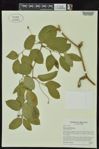 Smilax smallii image