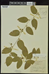 Smilax smallii image