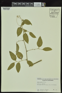 Smilax smallii image