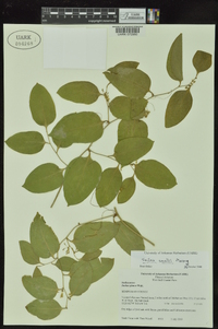 Smilax smallii image