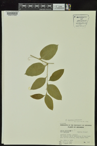 Smilax smallii image