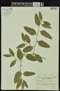 Smilax smallii image