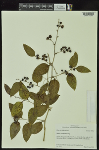 Smilax smallii image