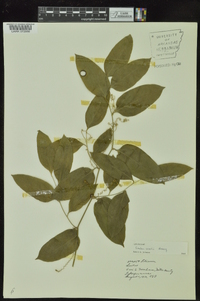 Smilax smallii image