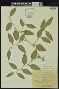 Smilax smallii image