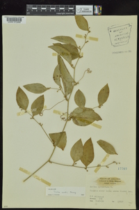 Smilax smallii image