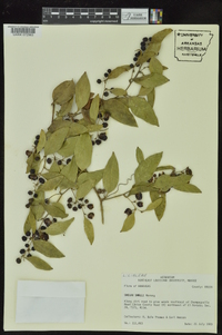 Smilax smallii image