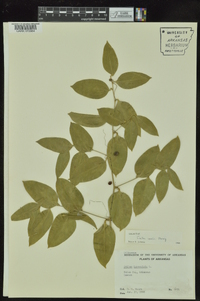 Smilax smallii image