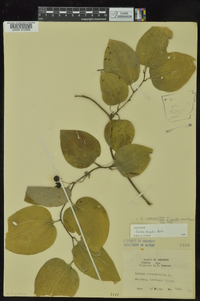 Smilax tamnoides image