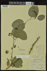 Smilax tamnoides var. hispida image