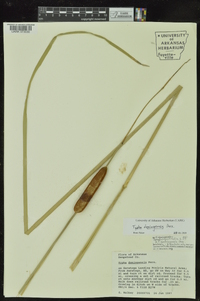 Typha domingensis image