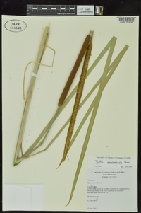 Typha domingensis image