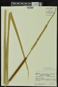 Typha domingensis image