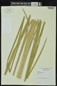 Typha domingensis image