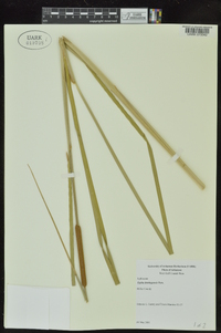 Typha domingensis image