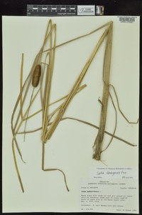 Typha domingensis image