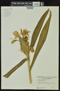 Hedychium coronarium image