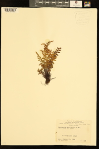 Asplenium bradleyi image