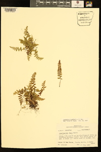 Asplenium bradleyi image