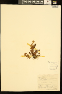 Asplenium bradleyi image