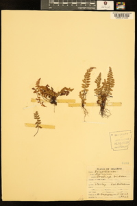 Asplenium bradleyi image