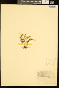 Asplenium bradleyi image