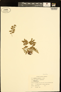 Asplenium bradleyi image