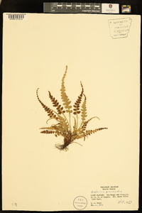 Asplenium pinnatifidum image