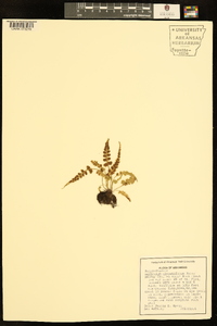 Asplenium pinnatifidum image