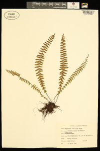 Asplenium resiliens image