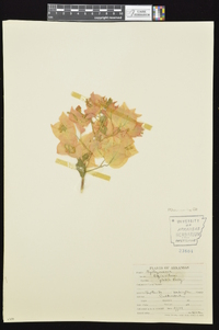 Boerhavia diffusa image