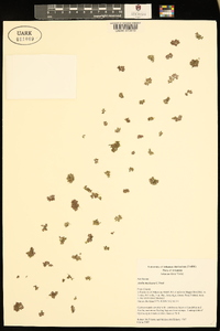 Azolla cristata image