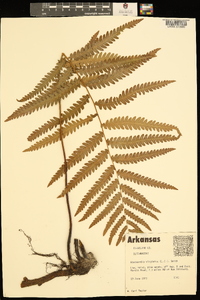 Anchistea virginica image